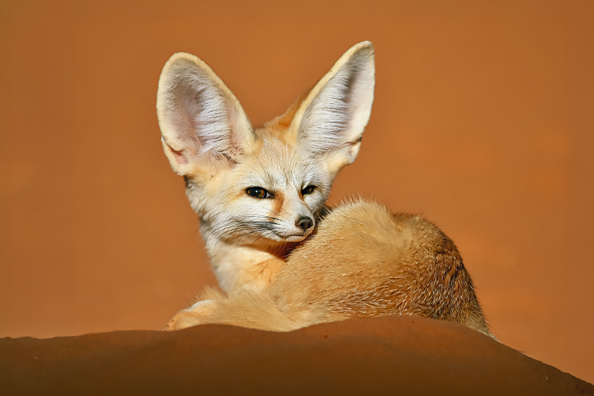 Fennec fox in the Sahara desert dunes of Morocco, wildlife photography tour
