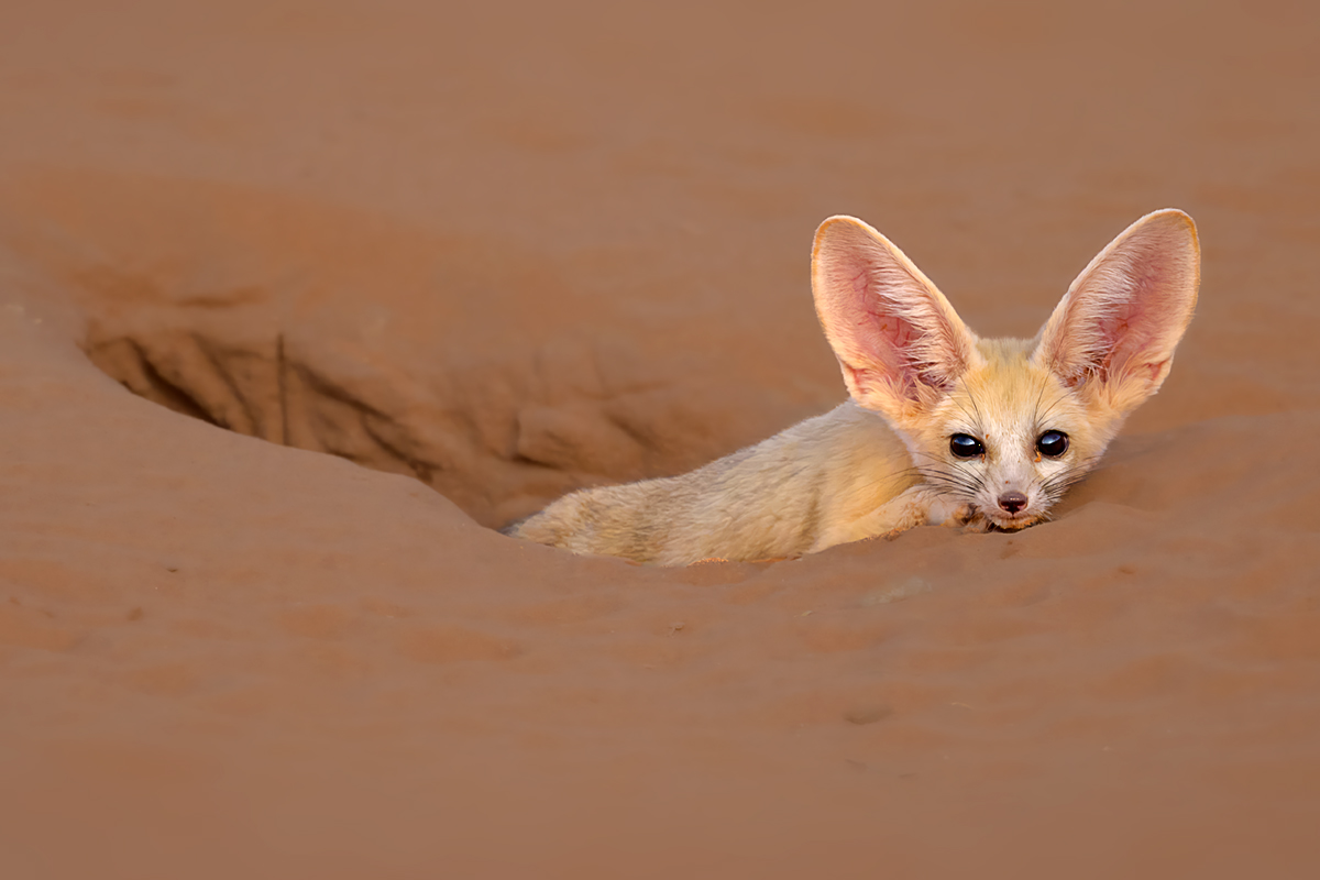 Wild Wonders of the Sahara — Morocco wildlife photography tour