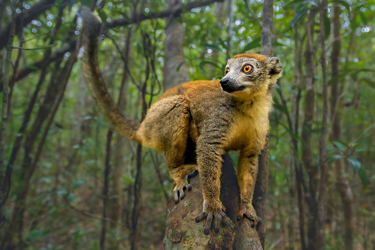 Ring-tailed lemur in Madagascar, endemic wildlife photography tour