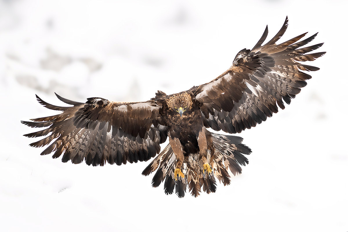 Golden eagle over Spain's raptor country, wildlife photography tour